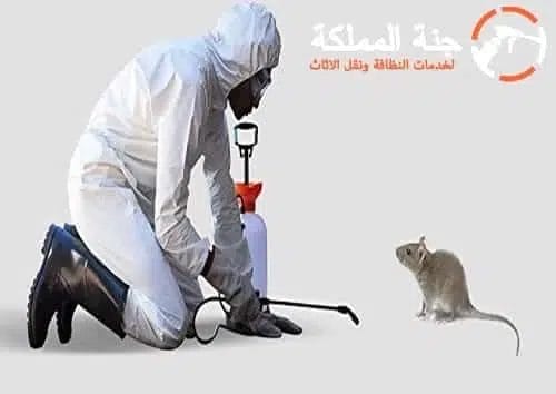 شركة مكافحة الفئران بالرياض اتصل الان - 0530242929
