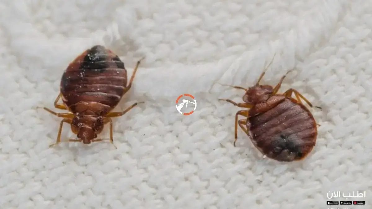 شركة مكافحة البق بالرياض 0530242929